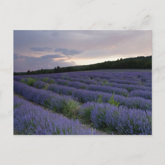 Lavender field at sunset postkarte (Vorderseite)