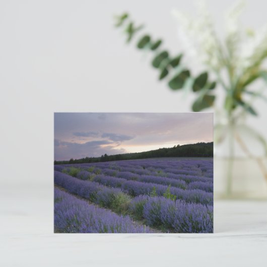 Lavender field at sunset postkarte (Stehend Vorderseite)