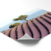 Lavender field in Provence Poster (Ecke)