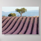 Lavender field in Provence Poster (Vorne)