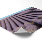 Lavender field in Provence Poster (Ecke)