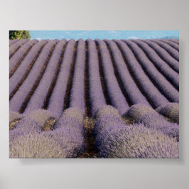 Lavender field in Provence Poster