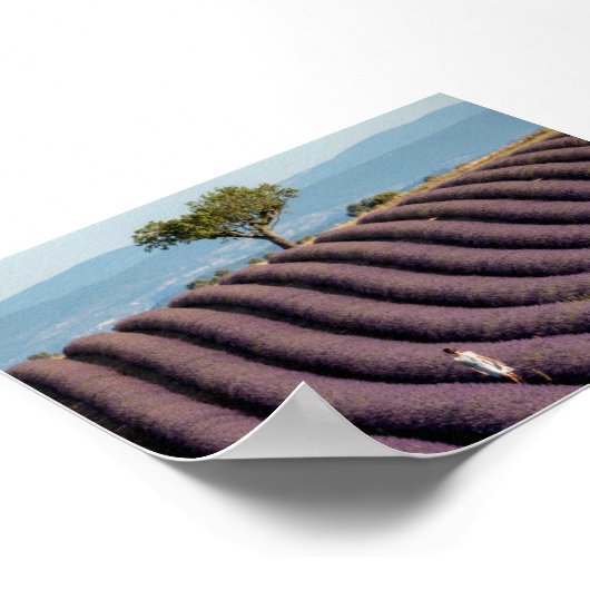 Lavender field in Provence Poster (Ecke)