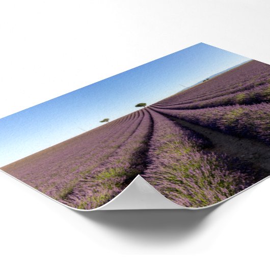 Lavender field in Provence Poster (Ecke)