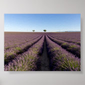 Lavender field in Provence Poster (Vorne)