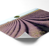 Lavender field in Provence Poster (Ecke)
