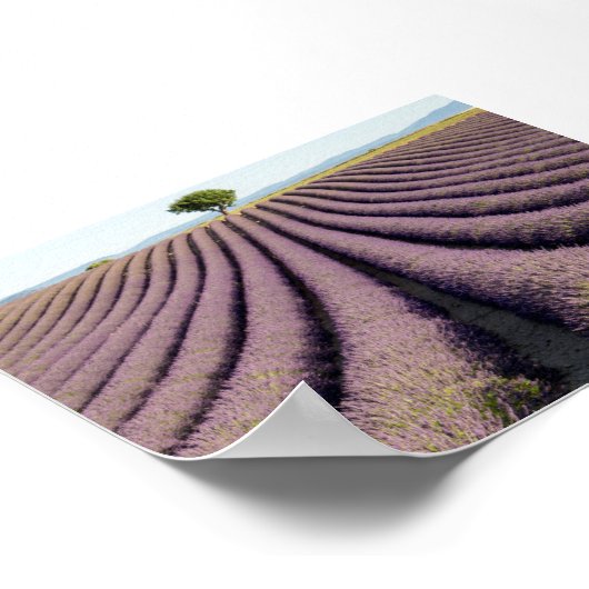 Lavender field in Provence Poster (Ecke)