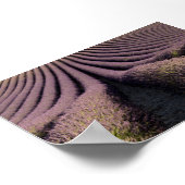 Lavender field in Provence Poster (Ecke)