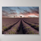 Lavender field in Provence Poster (Vorne)