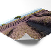 Lavender field in Provence Poster (Ecke)