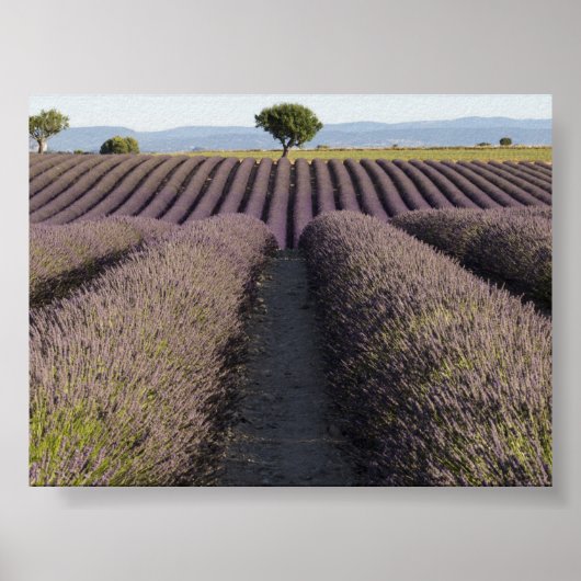 Lavender field in Provence Poster (Vorne)