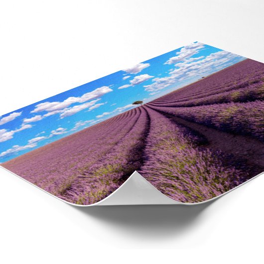 Lavender field in Provence Poster (Ecke)