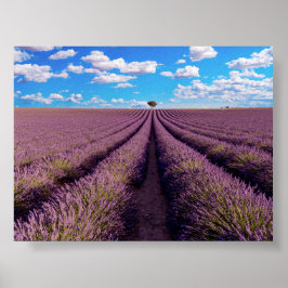 Lavender field in Provence Poster