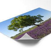 Lavender field in Provence Poster (Ecke)