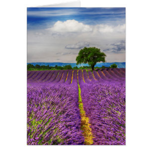 Lavender Field landschaftlich, Frankreich