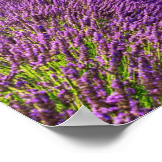 Lavender Field landschaftlich, Frankreich Poster (Ecke)