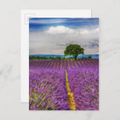 Lavender Field landschaftlich, Frankreich Postkarte (Vorne/Hinten)