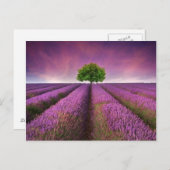 Lavender Field Landsommer Sunset Postkarte (Vorne/Hinten)