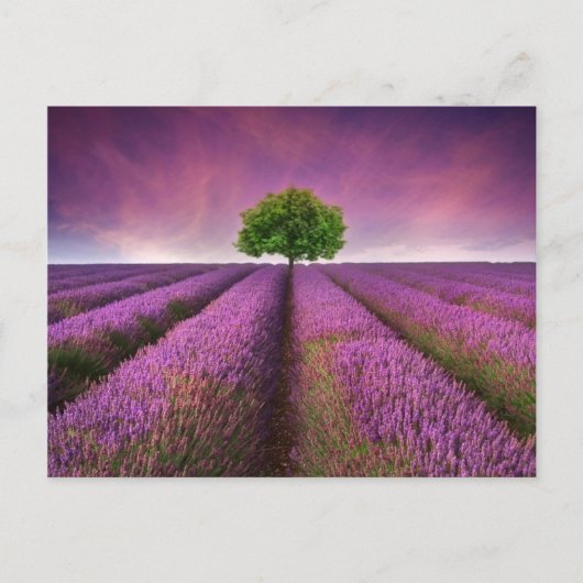 Lavender Field Landsommer Sunset Postkarte (Vorderseite)