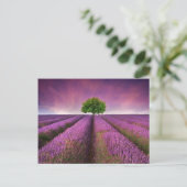 Lavender Field Landsommer Sunset Postkarte (Stehend Vorderseite)