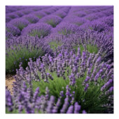 lavender field poster (Vorderseite)