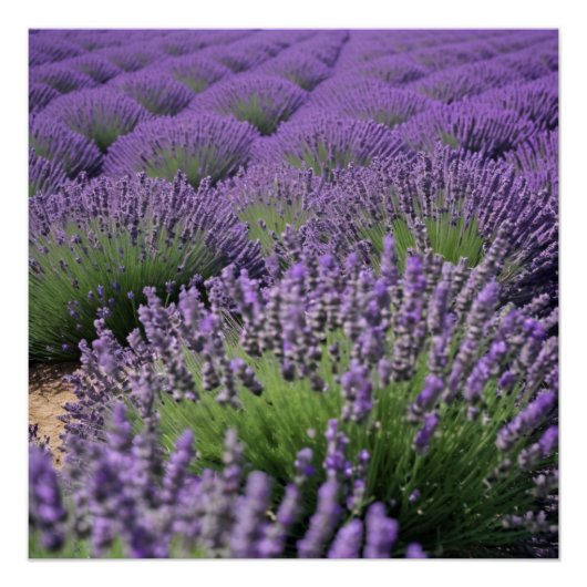 lavender field poster (Vorderseite)