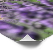 lavender field poster (Ecke)