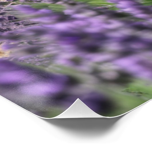 lavender field poster (Ecke)