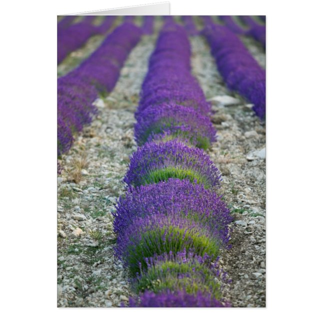 Lavender field, Provence, Frankreich (Vorne)