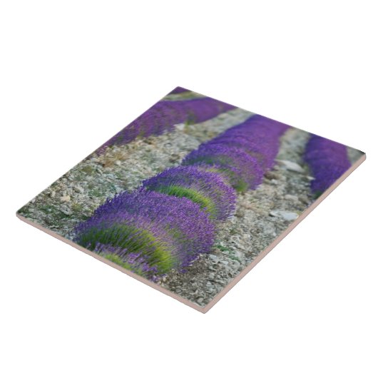 Lavender field, Provence, Frankreich Fliese (Seite)