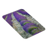 Lavender field, Provence, Frankreich Magnet (Rechte Seite)