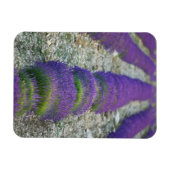 Lavender field, Provence, Frankreich Magnet (Horizontal)