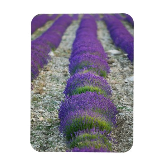 Lavender field, Provence, Frankreich Magnet (Vertikal)