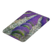 Lavender field, Provence, Frankreich Magnet (Linke Seite)