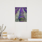 Lavender field, Provence, Frankreich Poster (Küche)