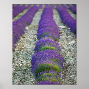 Lavender field, Provence, Frankreich Poster