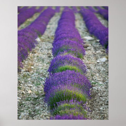 Lavender field, Provence, Frankreich Poster (Vorne)