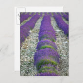 Lavender field, Provence, Frankreich Postkarte (Vorne/Hinten)