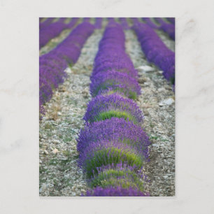 Lavender field, Provence, Frankreich Postkarte