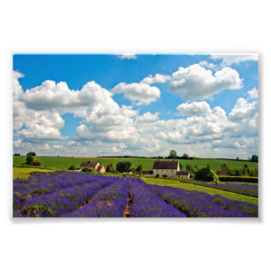 Lavender Field Summer Blume Cotwolds England Fotodruck