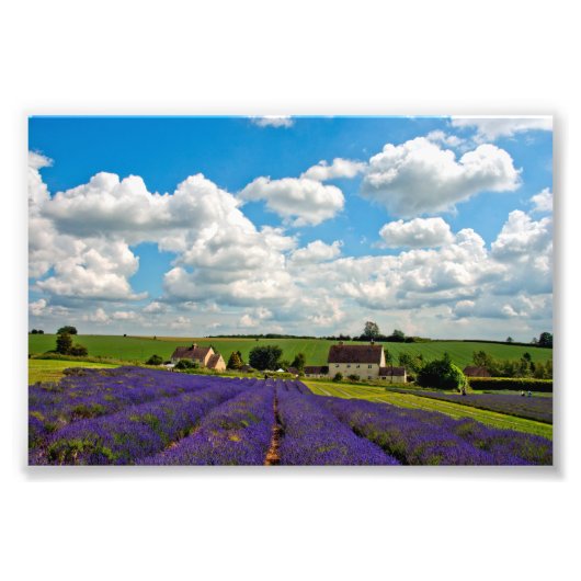 Lavender Field Summer Blume Cotwolds England Fotodruck (Vorne)