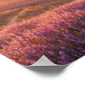Lavender Field Sunrise Rolling Hills Landscape Poster (Ecke)