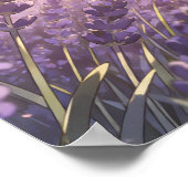 Lavender Field Sunset Poster (Ecke)