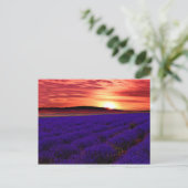Lavender Field Sunset Postkarte (Stehend Vorderseite)
