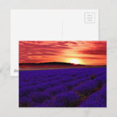 Lavender Field Sunset Postkarte (Vorne/Hinten)