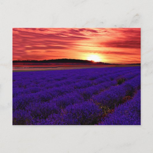 Lavender Field Sunset Postkarte (Vorderseite)