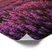 Lavender Field Sunset Provence Landscape Poster (Ecke)