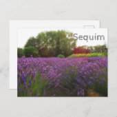 Lavender Fields Sequim Postkarte (Vorne/Hinten)