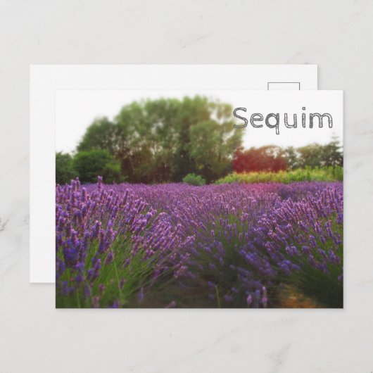 Lavender Fields Sequim Postkarte (Vorne/Hinten)