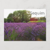 Lavender Fields Sequim Postkarte (Vorderseite)